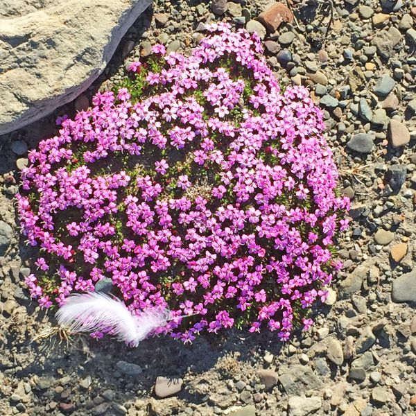 Silene acaulis Svalbard Isfjorden 2016 2 RE a